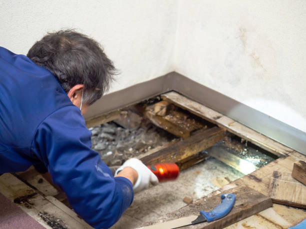 Best Health and Safety Mold Remediation in Helena Flats, MT