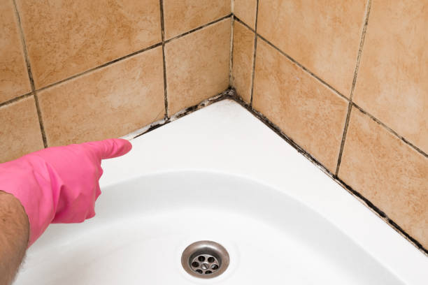 Best Attic Mold Remediation in Helena Flats, MT